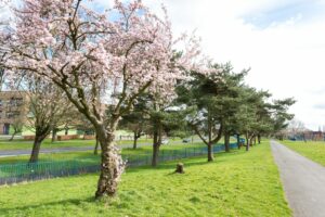 Blossom Tree in Wythenshawe